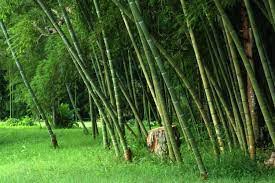 Bamboo111