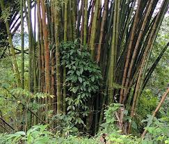 Bamboo3333