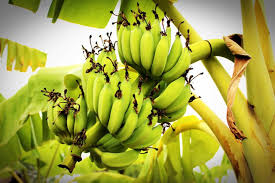 Banana222