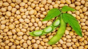 BBeans