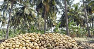 Cocoafarm111