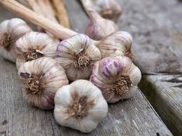 garlic66