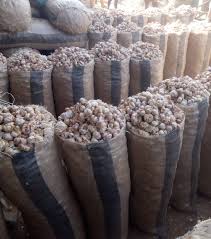 Garlic222