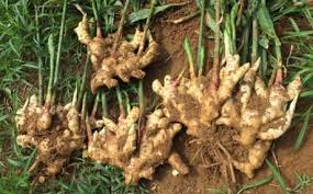 Ginger333