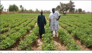 Groundnut1111
