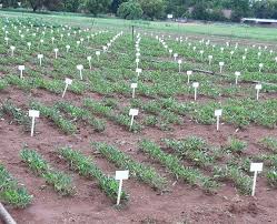 Groundnut444
