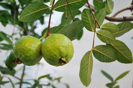 Guava7787