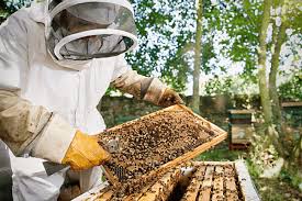 Honey111