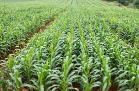 Maize111