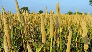 Millet111