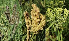 Millet66lkoo