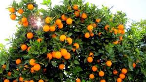 Orange111