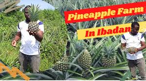 Pine56