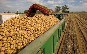 potato2222