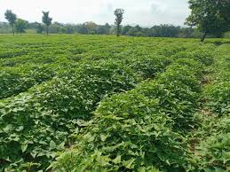 Potatoe3344