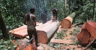 Timberr444