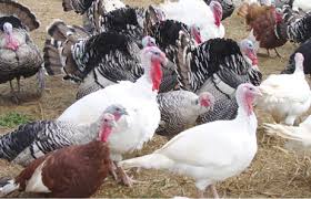 Turk11