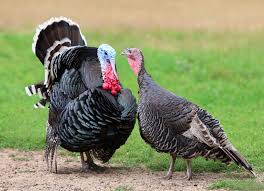 turk222