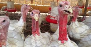 Turk233
