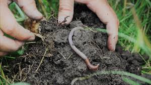 Worm122