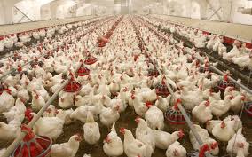 Poultry 3
