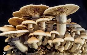 Mushroom1