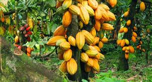 Cocoa11