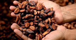 Cocoa22