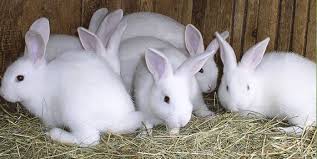 Rabbit11