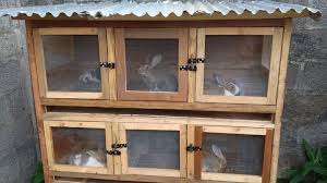Rabbit22