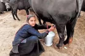 Dairy33
