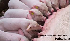 Pigfarmin01
