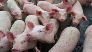 Pigfarming02