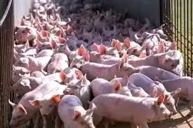 Pigfarming03