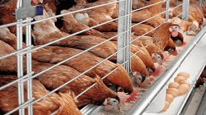 Poultry2