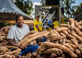 cassava56