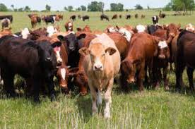 imagecattle01