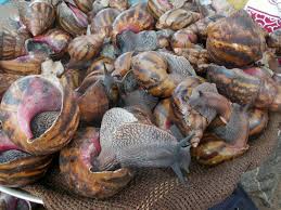 snail7