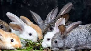 Rabbit33