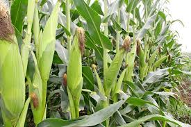 Maize333