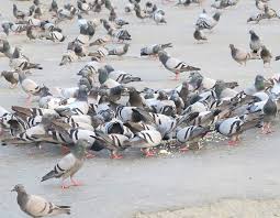 Pigeon5456