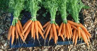 Carrot1