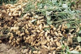 Groundnut555
