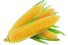maize222