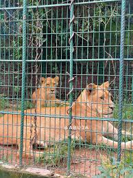 Zoo222